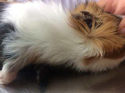 Przychodnia Weterynaryjna Leszczynki